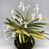 Neofinetia falcata Miyakohabutae 都羽二重   